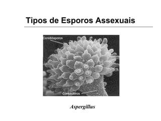 Tipos de Esporos Assexuais




          Aspergillus
 