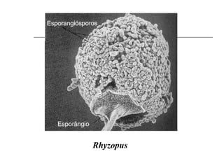 Rhyzopus
 