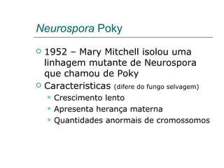 Neurospora Poky
   1952 – Mary Mitchell isolou uma
    linhagem mutante de Neurospora
    que chamou de Poky
   Caracteristicas (difere do fungo selvagem)
       Crescimento lento
       Apresenta herança materna
       Quantidades anormais de cromossomos
 