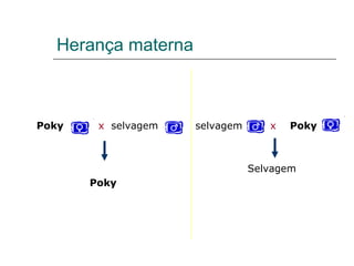 Herança materna



Poky    x selvagem   selvagem      x   Poky



                                Selvagem
       Poky
 