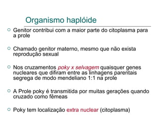 Organismo haplóide
   Genitor contribui com a maior parte do citoplasma para
    a prole

   Chamado genitor materno, mesmo que não exista
    reprodução sexual

   Nos cruzamentos poky x selvagem quaisquer genes
    nucleares que difiram entre as linhagens parentais
    segrega de modo mendeliano 1:1 na prole

   A Prole poky é transmitida por muitas gerações quando
    cruzado como fêmeas

   Poky tem localização extra nuclear (citoplasma)
 