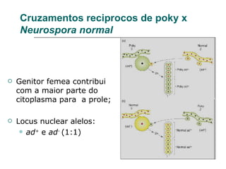 Cruzamentos reciprocos de poky x
     Neurospora normal



   Genitor femea contribui
    com a maior parte do
    citoplasma para a prole;

   Locus nuclear alelos:
      ad+ e ad- (1:1)
 