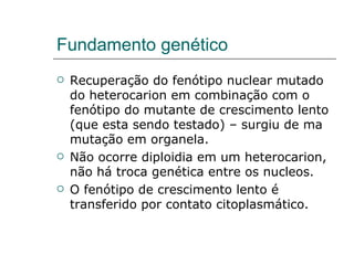 Fundamento genético
   Recuperação do fenótipo nuclear mutado
    do heterocarion em combinação com o
    fenótipo do mutante de crescimento lento
    (que esta sendo testado) – surgiu de ma
    mutação em organela.
   Não ocorre diploidia em um heterocarion,
    não há troca genética entre os nucleos.
   O fenótipo de crescimento lento é
    transferido por contato citoplasmático.
 