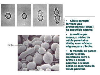 • Célula parental
        formam uma
        protuberância (broto)
        na superfície externa
        • A medida que
        cresce, o núcleo da
        célula parental se
        divide, e um núcleos
broto   migram para o broto.
        • O material da parece
        celular é então
        sintetizado entre o
        broto e a célula
        parental, e o broto
        acaba se separando da
        célula parental.
 