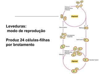 Leveduras:
modo de reprodução

Produz 24 células-filhas
por brotamento
 
