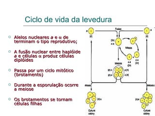 Ciclo de vida da levedura

   Alelos nucleares a e α de
    terminam o tipo reprodutivo;

   A fusão nuclear entre haplóide
    a e células α produz células
    diplóides

   Passa por um ciclo mitótico
    (brotamento)

   Durante a esporulação ocorre
    a meiose

   Os brotamentos se tornam
    células filhas
 
