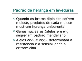 Padrão de herança em leveduras
   Quando os brotos diploides sofrem
    meiose, produtos de cada meiose
    mostram herança uniparental
   Genes nucleares (alelos a e α),
    segregam padrao mendeliano
   Alelos eryR e eryS, determinam a
    resistencia e a sensibilidade a
    eritromicina
 