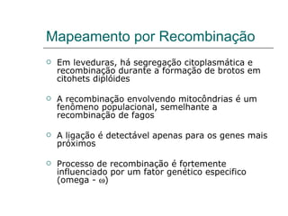 Mapeamento por Recombinação
   Em leveduras, há segregação citoplasmática e
    recombinação durante a formação de brotos em
    citohets diplóides

   A recombinação envolvendo mitocôndrias é um
    fenômeno populacional, semelhante a
    recombinação de fagos

   A ligação é detectável apenas para os genes mais
    próximos

   Processo de recombinação é fortemente
    influenciado por um fator genético especifico
    (omega - ω)
 