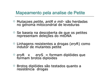 Mapeamento pela analise de Petite
   Mutaçoes petite, antR e mit- são herdadas
    no genoma mitocondrial de leveduras

   Se baseia na descoberta de que os petites
    representam deleções do mtDNA

   Linhagens resistentes a drogas (eryR) como
    indutor de mutantes petite

   eryR x    eryS = formam diplóides que
    formam brotos diploides

   Brotos diplóides são testados quanto a
    resistência drogas
 