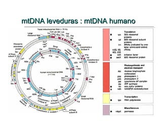 mtDNA leveduras : mtDNA humano
 