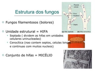 Estrutura dos fungos
   Fungos filamentosos (bolores)

   Unidade estrutural = HIFA
       Septada ( dividem as hifas em unidades
        celulares uninucleadas)
       Cenocítica (nao contem septos, celulas longas
        e continuas com muitos nucleos)


   Conjunto de hifas = MICÉLIO
 
