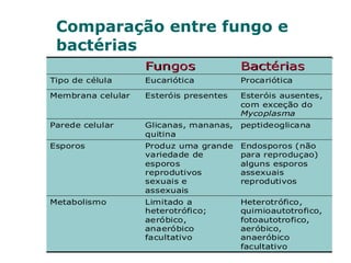 Comparação entre fungo e
 bactérias
                   Fungos               Bactérias
Tipo de célula     Eucariótica          Procariótica

Membrana celular   Esteróis presentes   Esteróis ausentes,
                                        com exceção do
                                        Mycoplasma
Parede celular     Glicanas, mananas,   peptideoglicana
                   quitina
Esporos            Produz uma grande    Endosporos (não
                   variedade de         para reproduçao)
                   esporos              alguns esporos
                   reprodutivos         assexuais
                   sexuais e            reprodutivos
                   assexuais
Metabolismo        Limitado a           Heterotrófico,
                   heterotrófico;       quimioautotrofico,
                   aeróbico,            fotoautotrofico,
                   anaeróbico           aeróbico,
                   facultativo          anaeróbico
                                        facultativo
 