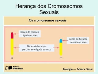 Herança dos Cromossomos Sexuais 