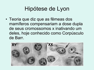 Hipótese de Lyon Teoria que diz que as fêmeas dos mamíferos compensariam a dose dupla de seus cromossomos x inativando um deles, hoje conhecido como Corpúsculo de Barr. 