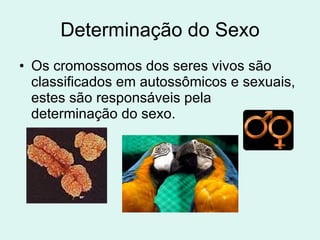 Determinação do Sexo Os cromossomos dos seres vivos são classificados em autossômicos e sexuais, estes são responsáveis pela determinação do sexo. 