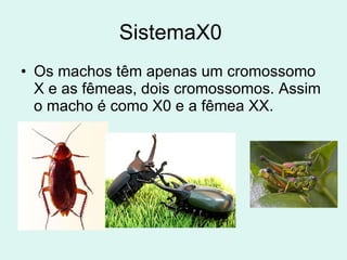 SistemaX0  Os machos têm apenas um cromossomo X e as fêmeas, dois cromossomos. Assim o macho é como X0 e a fêmea XX. 