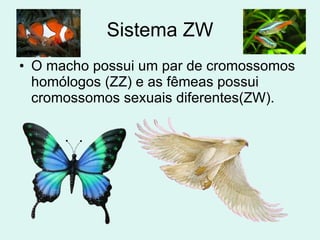 Sistema ZW O macho possui um par de cromossomos homólogos (ZZ) e as fêmeas possui cromossomos sexuais diferentes(ZW). 