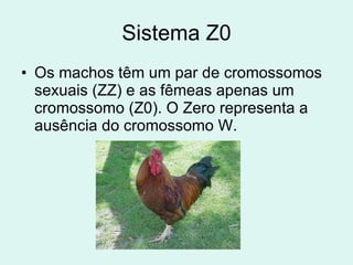 Sistema Z0 Os machos têm um par de cromossomos sexuais (ZZ) e as fêmeas apenas um cromossomo (Z0). O Zero representa a ausência do cromossomo W. 