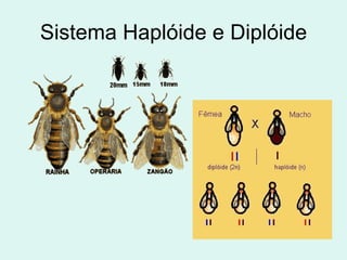 Sistema Haplóide e Diplóide 