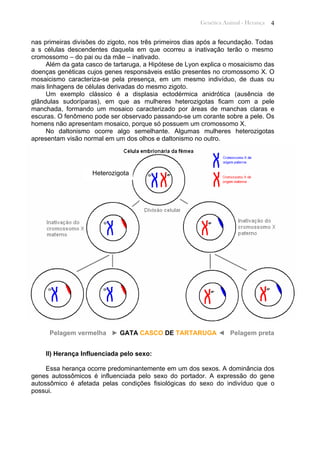 Genética Animal - Herança 4
nas primeiras divisões do zigoto, nos três primeiros dias após a fecundação. Todas
a s células descendentes daquela em que ocorreu a inativação terão o mesmo
cromossomo – do pai ou da mãe – inativado.
Além da gata casco de tartaruga, a Hipótese de Lyon explica o mosaicismo das
doenças genéticas cujos genes responsáveis estão presentes no cromossomo X. O
mosaicismo caracteriza-se pela presença, em um mesmo indivíduo, de duas ou
mais linhagens de células derivadas do mesmo zigoto.
Um exemplo clássico é a displasia ectodérmica anidrótica (ausência de
glândulas sudoríparas), em que as mulheres heterozigotas ficam com a pele
manchada, formando um mosaico caracterizado por áreas de manchas claras e
escuras. O fenômeno pode ser observado passando-se um corante sobre a pele. Os
homens não apresentam mosaico, porque só possuem um cromossomo X.
No daltonismo ocorre algo semelhante. Algumas mulheres heterozigotas
apresentam visão normal em um dos olhos e daltonismo no outro.
Heterozigota
Pelagem vermelha ► GATA CASCO DE TARTARUGA ◄ Pelagem preta
II) Herança Influenciada pelo sexo:
Essa herança ocorre predominantemente em um dos sexos. A dominância dos
genes autossômicos é influenciada pelo sexo do portador. A expressão do gene
autossômico é afetada pelas condições fisiológicas do sexo do indivíduo que o
possui.
 