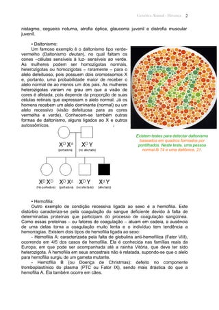 Genética Animal - Herança 2
nistagmo, cegueira noturna, atrofia óptica, glaucoma juvenil e distrofia muscular
juvenil.
▪ Daltonismo:
Um famoso exemplo é o daltonismo tipo verde-
vermelho (Daltonismo deutan), no qual faltam os
cones –células sensíveis à luz- sensíveis ao verde.
As mulheres podem ser homozigotas normais,
heterozigotas ou homozigotas – raramente – para o
alelo defeituoso, pois possuem dois cromossomos X
e, portanto, uma probabilidade maior de receber o
alelo normal de ao menos um dos pais. As mulheres
heterozigotas variam no grau em que a visão de
cores é afetada, pois depende da proporção de suas
células retinais que expressam o alelo normal. Já os
homens recebem um alelo dominante (normal) ou um
alelo recessivo (visão defeituosa para as cores
vermelha e verde). Conhecem-se também outras
formas de daltonismo, alguns ligados ao X e outros
autossômicos.
Existem testes para detectar daltonismo
baseados em quadros formados por
pontilhados. Neste teste, uma pessoa
normal lê 74 e uma daltônica, 21.
▪ Hemofilia:
Outro exemplo de condição recessiva ligada ao sexo é a hemofilia. Este
distúrbio caracteriza-se pela coagulação do sangue deficiente devido à falta de
determinadas proteínas que participam do processo de coagulação sangüínea.
Como essas proteínas – ou fatores de coagulação – atuam em cadeia, a ausência
de uma delas torna a coagulação muito lenta e o indivíduo tem tendência a
hemorragias. Existem dois tipos de hemofilia ligada ao sexo:
- Hemofilia A: caracterizada pela falta de globulina anti-hemofílica (Fator VIII),
ocorrendo em 4/5 dos casos de hemofilia. Ela é conhecida nas famílias reais da
Europa, em que pode ser acompanhada até a rainha Vitória, que deve ter sido
heterozigota. A hemofilia em seus ancestrais não é relatada, supondo-se que o alelo
para hemofilia surgiu de um gameta mutante.
- Hemofilia B (ou Doença de Christmas): defeito no componente
tromboplastínico do plasma (PTC ou Fator IX), sendo mais drástica do que a
hemofilia A. Ela também ocorre em cães.
 