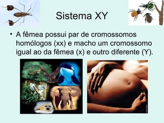 Sistema XY
• A fêmea possui par de cromossomos
homólogos (xx) e macho um cromossomo
igual ao da fêmea (x) e outro diferente (Y).

 