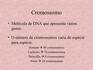 Cromossomo Molécula de DNA que apresenta vários genes. O número de cromossomos varia de espécie para espécie. Homem    46 cromossomos Cachorro    76 cromossomos Drosófila    8 cromossomos Arroz    24 cromossomos 