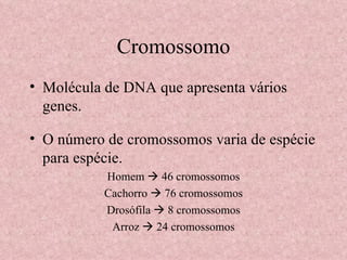 Cromossomo <ul><li>Molécula de DNA que apresenta vários genes. </li></ul><ul><li>O número de cromossomos varia de espécie ...