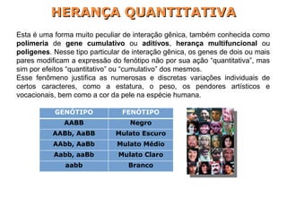 Esta é uma forma muito peculiar de interação gênica, também conhecida como
polimeria de gene cumulativo ou aditivos, herança multifuncional ou
poligenes. Nesse tipo particular de interação gênica, os genes de dois ou mais
pares modificam a expressão do fenótipo não por sua ação “quantitativa”, mas
sim por efeitos “quantitativo” ou “cumulativo” dos mesmos.
Esse fenômeno justifica as numerosas e discretas variações individuais de
certos caracteres, como a estatura, o peso, os pendores artísticos e
vocacionais, bem como a cor da pele na espécie humana.
HERANÇA QUANTITATIVAHERANÇA QUANTITATIVA
GENÓTIPO FENÓTIPO
AABB Negro
AABb, AaBB Mulato Escuro
AAbb, AaBb Mulato Médio
Aabb, aaBb Mulato Claro
aabb Branco
 