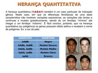 A herança quantitativa (1:4:6:4:11:4:6:4:1) também é um caso particular de interação
gênica. Neste caso, em que as diferenças fenotípicas de uma dada
característica não mostram variações expressivas, as variações são lentas e
contínuas e mudam gradativamente, saindo de um fenótipo “mínimo” até
chegar a um fenótipo “máximo”. É fácil concluir, portanto, que na herança
quantitativa (ou poligênica) os genes possuem efeito aditivo e recebem o nome
de poligenes. Ex: a cor da pele.
GENÓTIPO FENÓTIPO
AABB Negro
AABb, AaBB Mulato Escuro
AAbb, AaBb Mulato Médio
Aabb, aaBb Mulato Claro
aabb Branco
HERANÇA QUANTITATIVAHERANÇA QUANTITATIVA
 