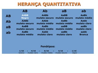  
AB Ab aB ab
AB AABB
Negro
AABb
mulato escuro
AaBB
mulato escuro
AaBb
mulato médio
Ab AABb
mulato escuro
AAbb
mulato médio
AaBb
mulato médio
Aabb
mulato claro
aB AaBB
mulato escuro
AaBb
mulato médio
aaBB
mulato médio
aaBb
mulato claro
ab AaBb
mulato médio
Aabb
mulato claro
aaBb
mulato claro
aabb
Branca
Fenótipos:
1/16 : 4/16 : 6/16 : 4/16 : 1/16
branco      mulato claro      mulato médio     mulato escuro         negro
HERANÇA QUANTITATIVAHERANÇA QUANTITATIVA
 