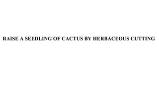 RAISE A SEEDLING OF CACTUS BY HERBACEOUS CUTTING
 