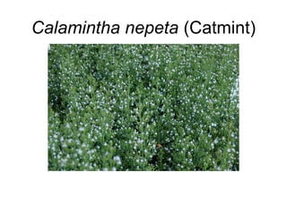 Herbaceous perennials examples | PPT