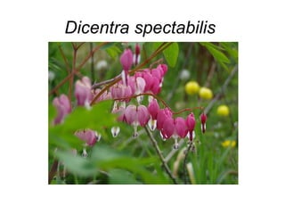 Herbaceous perennials examples | PPT