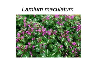 Herbaceous perennials examples | PPT