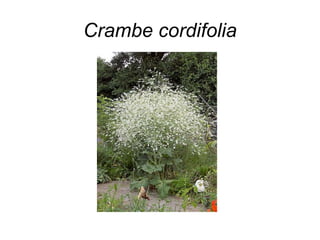 Crambe cordifolia
 