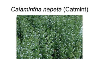 Calamintha nepeta (Catmint)
 