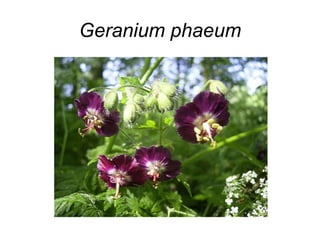 Geranium phaeum
 