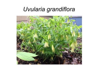 Uvularia grandiflora
 