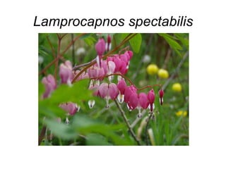 Lamprocapnos spectabilis
 