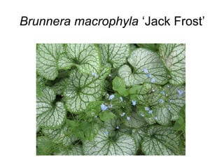 Brunnera macrophyla ‘Jack Frost’
 