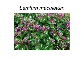 Lamium maculatum
 