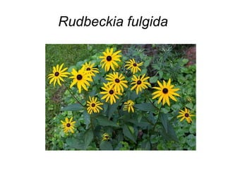 Rudbeckia fulgida
 