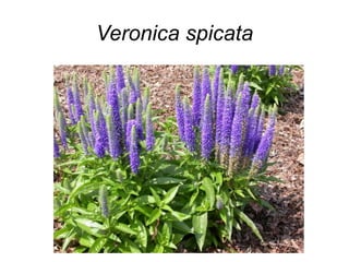 Veronica spicata
 