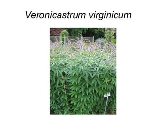 Veronicastrum virginicum
 