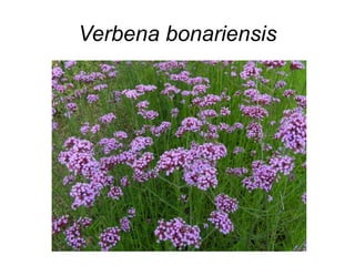 Verbena bonariensis
 