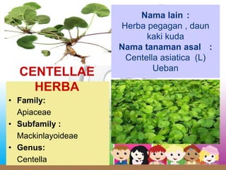 • Family:
Apiaceae
• Subfamily :
Mackinlayoideae
• Genus:
Centella
CENTELLAE
HERBA
Nama lain :
Herba pegagan , daun
kaki kuda
Nama tanaman asal :
Centella asiatica (L)
Ueban
 