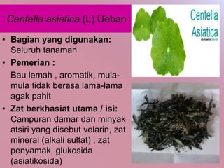 Centella asiatica (L) Ueban
• Bagian yang digunakan:
Seluruh tanaman
• Pemerian :
Bau lemah , aromatik, mula-
mula tidak berasa lama-lama
agak pahit
• Zat berkhasiat utama / isi:
Campuran damar dan minyak
atsiri yang disebut velarin, zat
mineral (alkali sulfat) , zat
penyamak, glukosida
(asiatikosida)
 