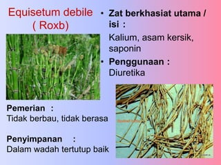 Equisetum debile
( Roxb)
• Zat berkhasiat utama /
isi :
Kalium, asam kersik,
saponin
• Penggunaan :
Diuretika
Pemerian :
Tidak berbau, tidak berasa
Penyimpanan :
Dalam wadah tertutup baik
 