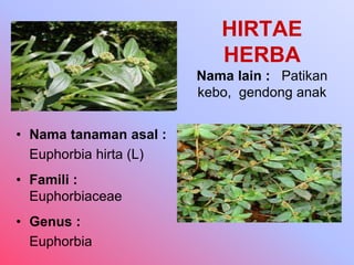 HIRTAE
HERBA
Nama lain : Patikan
kebo, gendong anak
• Nama tanaman asal :
Euphorbia hirta (L)
• Famili :
Euphorbiaceae
• Genus :
Euphorbia
 